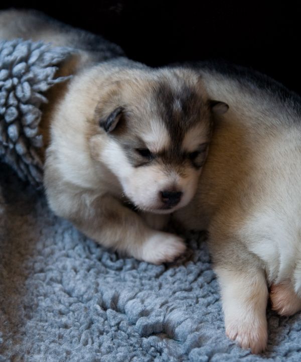 E Wurf 2 Wochen alt 9.jpg